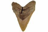 5.07" Fossil Megalodon Tooth - North Carolina - #199706-1